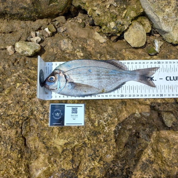 Fish Measure Picture